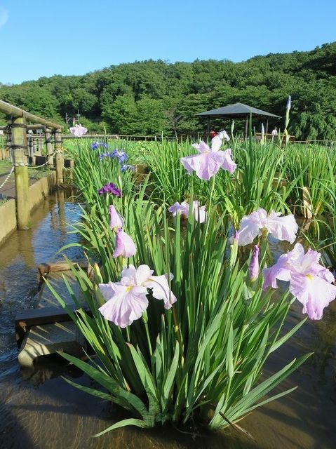 東村山　北山菖蒲園8.jpg